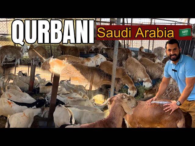Saudi Arabia mai Qurabi Kaise hoti hai || Eid ul Adha Aur Bakra 🐐 Mandi