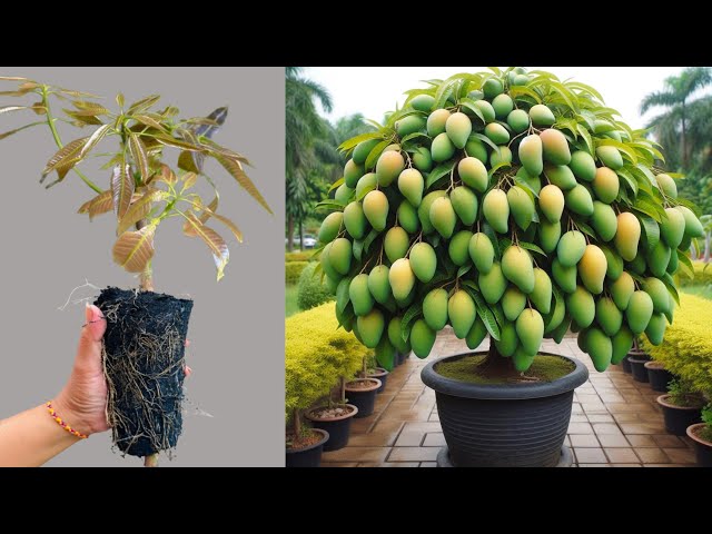 Great Method Way To Transplant Dwarf Mango Tree and get good results.with Aloe Vera & Husk ash soil
