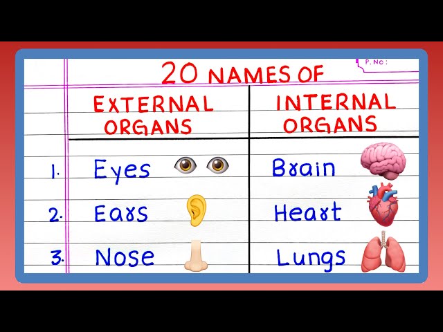 EXTERNAL AND INTERNAL ORGANS OF THE HUMAN BODY | 10 | 20 Names of EXTERNAL AND INTERNAL ORGANS