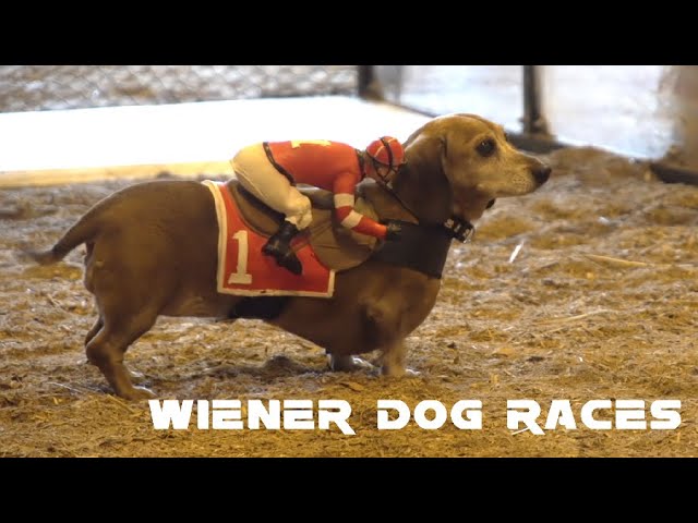 Wiener dog races at Oktoberfest