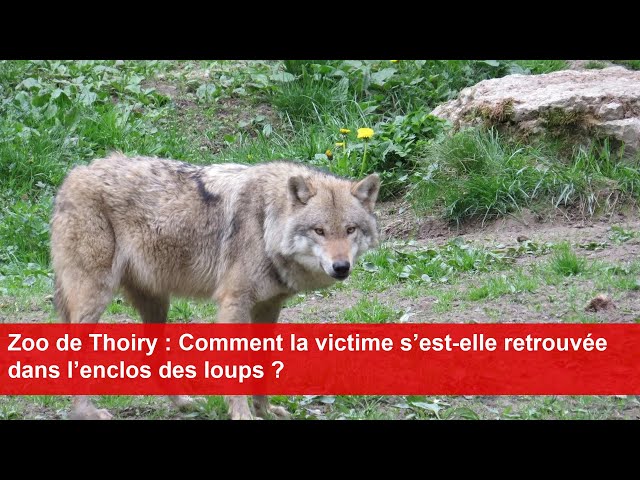 Zoo de Thoiry : Comment la victime s’est-elle retrouvée dans l’enclos des loups ?