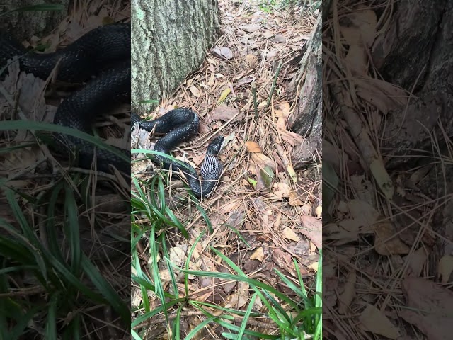 Found this massive black snake that ate an egg. #snake #farming #ducks #nature #reptiles