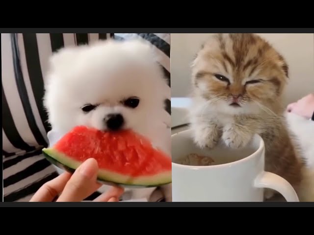 Top best of funny animals-😂 cute and funny pet clips!🐈