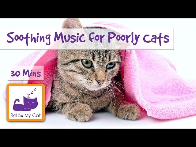 30 Minutes of Soothing Music for Cats who are Stressed and Poorly 🐱 #STRESS10
