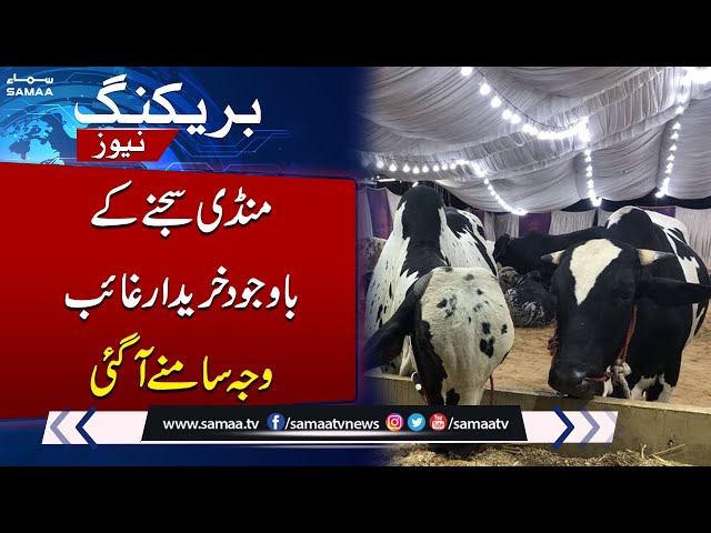 Cattle Market still waiting for visitors | Eid-ul-Adha 2024 | SAMAA TV