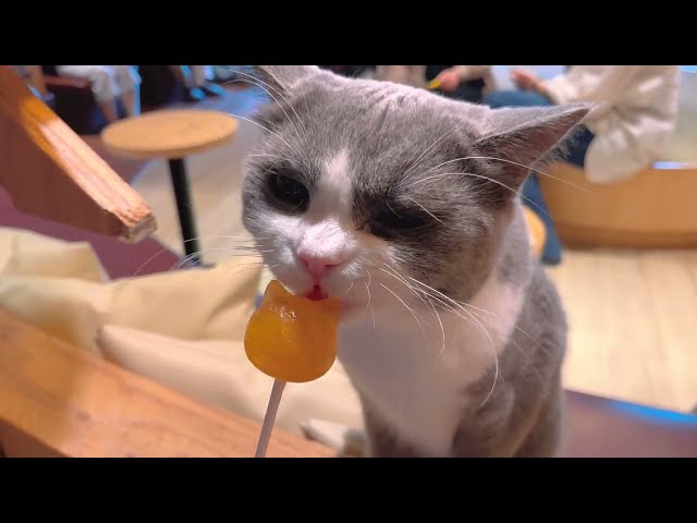 【4K HDR】日本の25ドルの猫カフェに挑戦🐈|モカラウンジ 池袋西口店