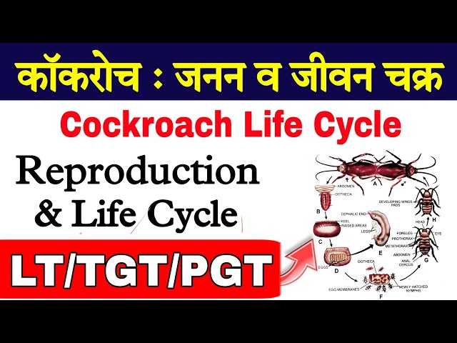 Cockroach Life Cycle | life cycle of cockroach | Reproduction in Cockroach | कॉकरोच का जीवन चक्र