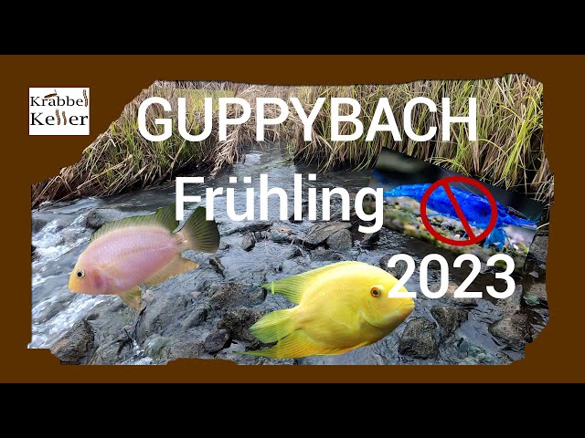 GUPPYBACH Frühling 2023