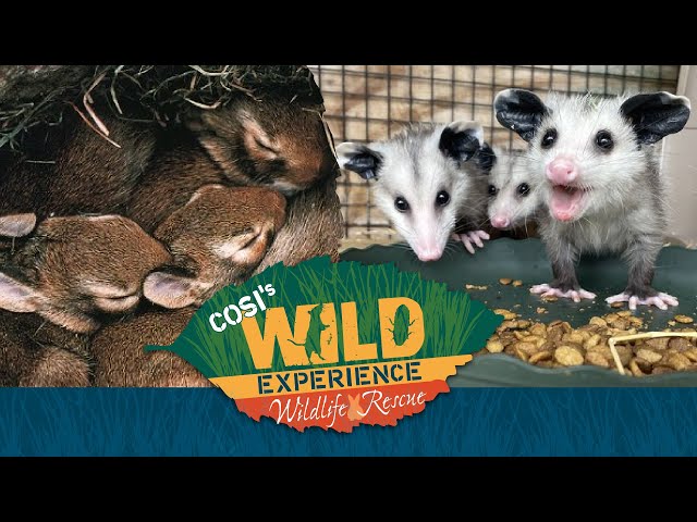 COSI Wild Experience