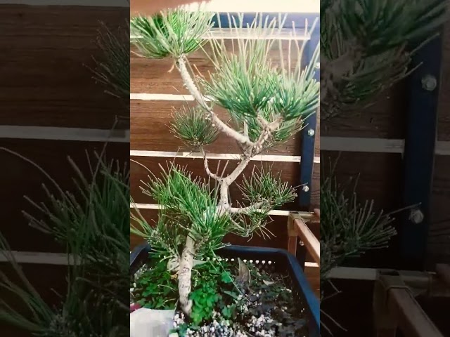 my first Japanese black pine, pre bonsai.