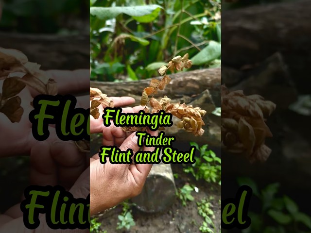Flint and Steel Method - "Flemingia" Tinder