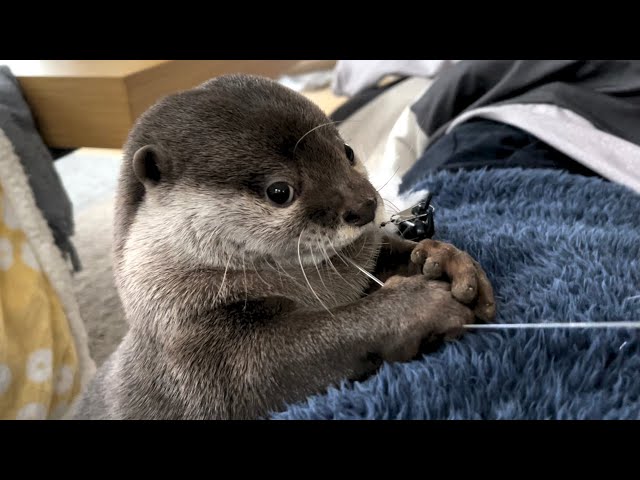 otter playing with a cat and changing his face
