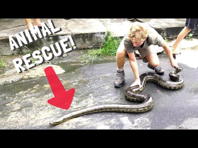 BITTEN by ANOTHER ANACONDA! Ft. Baby Sloth