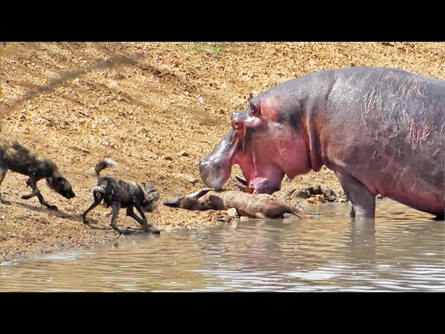 Hippo Steals Kudu from Wild Dogs