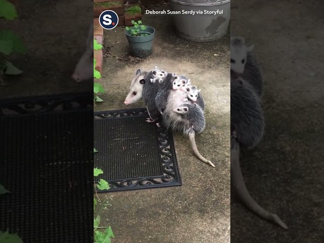 Opossum Babies Hitch Ride On Mom’s Back