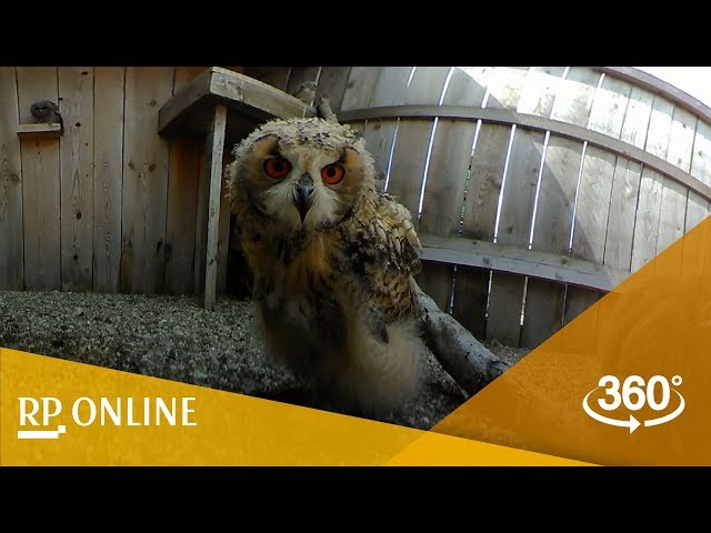 360-Grad Video unter Greifvögeln: Fütterung in der Voliere