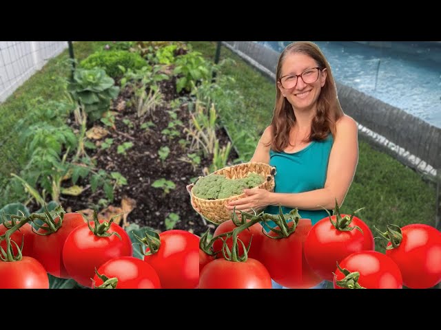 Making Room For Tomatoes: Harvesting, Transplanting, Sauerkraut