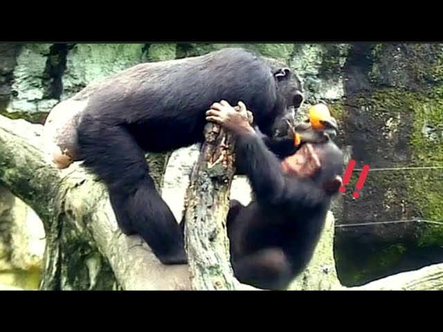 Chi Jing :我也要吃🐵🐵Chimpanzee Daily|Taipei zoo#黑猩猩 #animals #台北市立動物園  @hellochimpazeetv