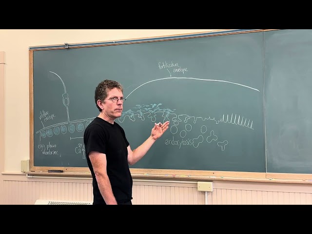 Cell Physiology Lecture 3 - slow and fast blocks to polyspermy