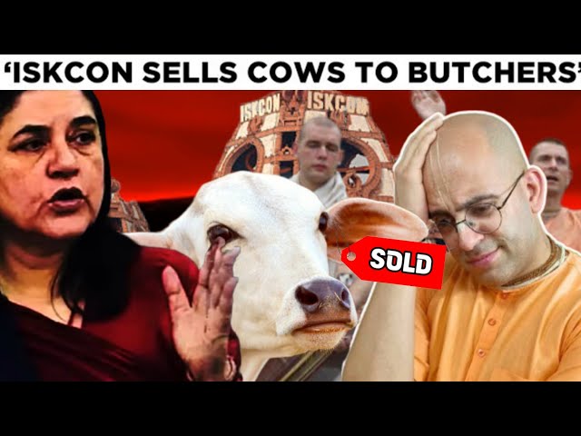 Is Iscon Really Selling Cow to Butchers? | Reality of Cows situation in India
