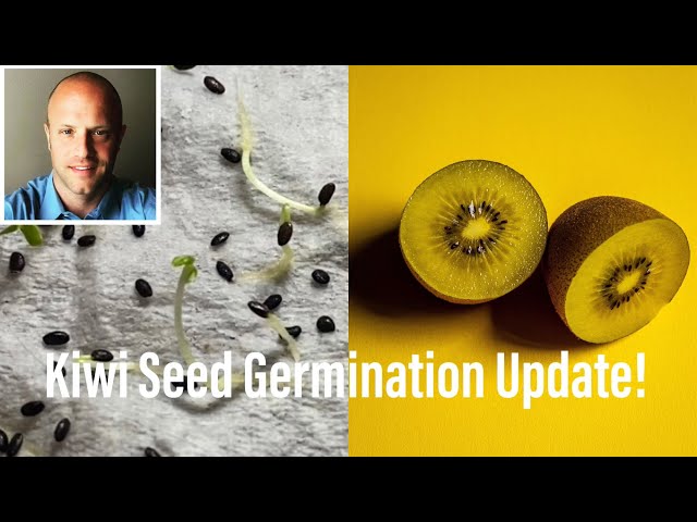 Yellow Kiwi Growing Results Update!!
