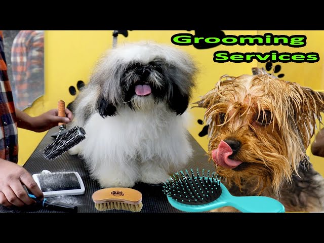 DOG PET PUPPY GROOMING DENOTING CLEANING WASHING, A COMPLETE SHIH TZU MAKEOVER AT AFFORDABLE PRICE