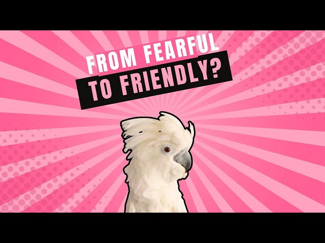 🌟 From Fearful to Friendly: Cockatoo's Journey to Join the Flock 🦜❤️