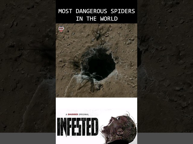 World's Deadliest Spider Attack😱#shorts | Infested Movie Explained in Tamil #spider #thriller
