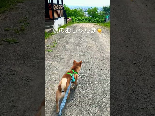朝のお散歩 #お散歩動画 #柴犬
