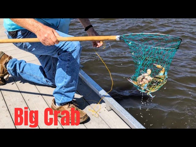 Catch Your Own Blue Crabs