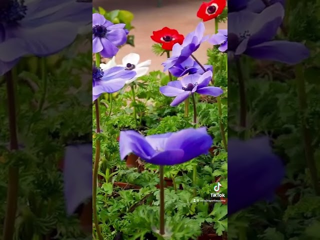 Fall in love with beautiful Anemone 🤍 #flowers #bloom #gardening #spring #nature #garden #plants