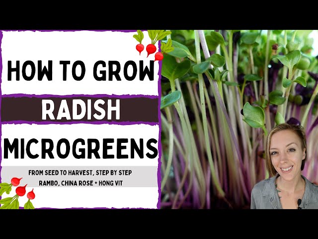 Stunning Triple Radish Mix - Microgreens - How to Grow - Full Walkthrough - On The Grow