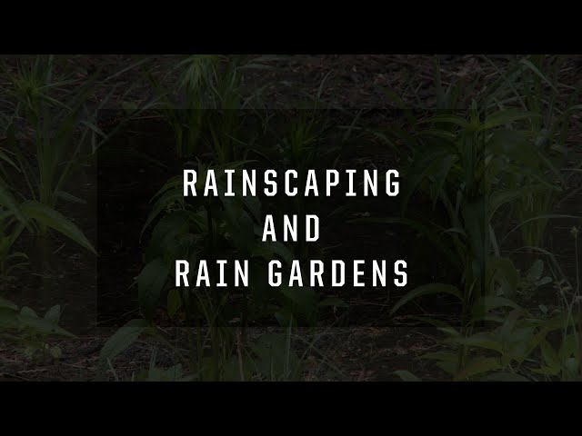 Rainscaping and Rain Gardens