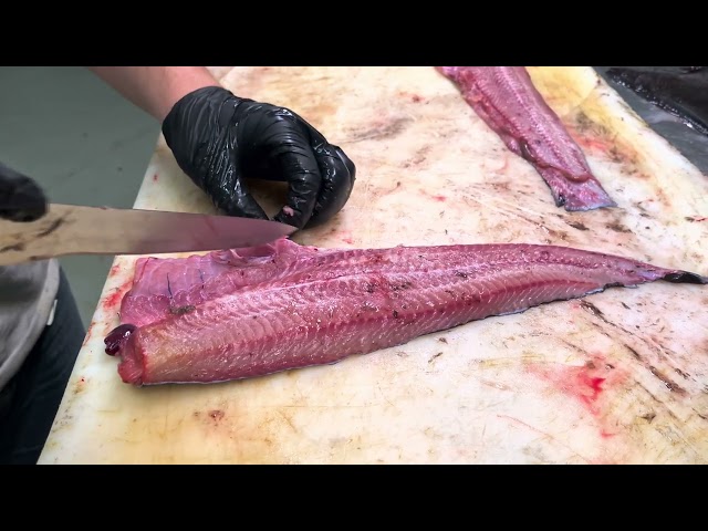 Filleting an African sharptooth catfish (without skin)