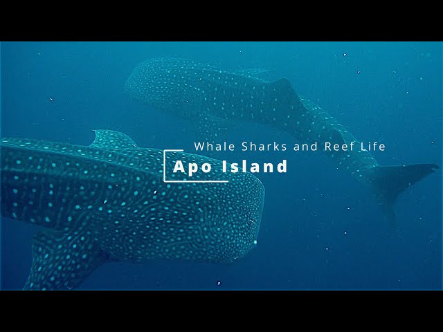 Apo Island - Whale Sharks and Reef Life