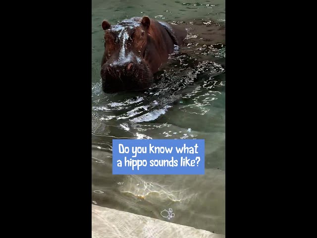 Hippos sound off at the Saint Louis Zoo