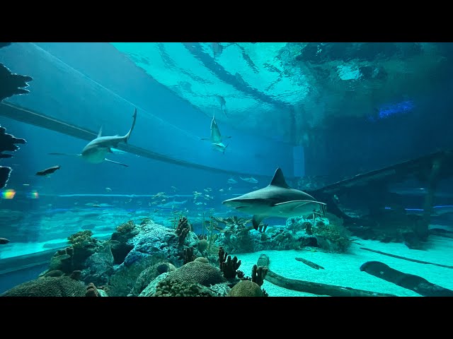 Shark Week Coming Soon: Sharks at Texas State Aquarium
