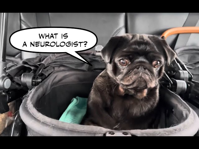 A Pug with  a Neurological Condition
