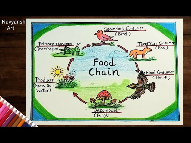 Food Chain labeled diagram drawing /How to draw Food chain chart drawing step by step