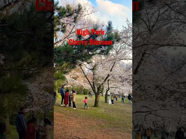 High Park Cherry Blossom 🌸 #cherryblossom #highpark #toronto