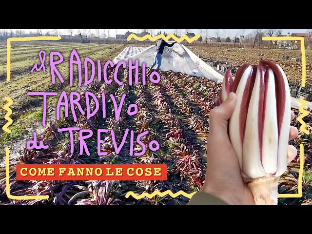 How RADICCHIO TARDIVO DI TREVISO is made
