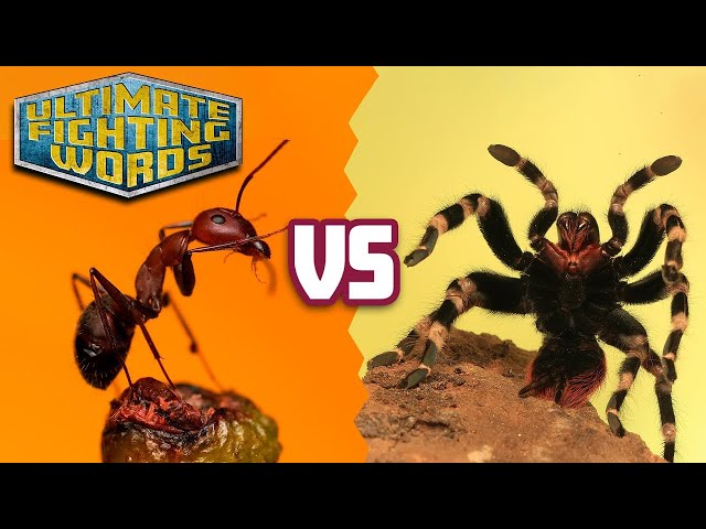 ANTS vs SPIDERS - Who is Stronger? | ULTIMATE FIGHTING WORDS