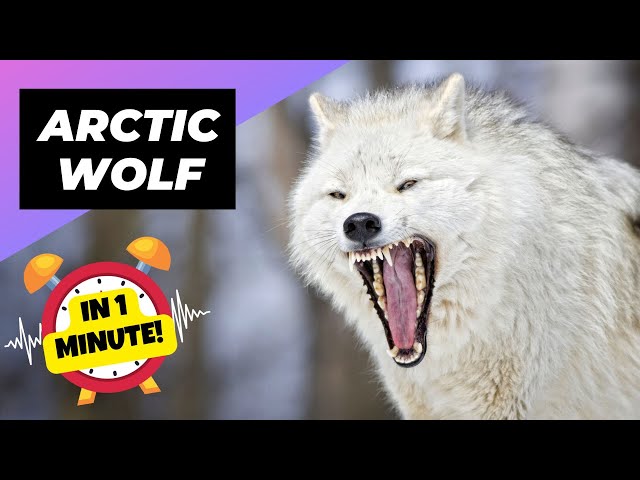 Arctic Wolf 🐺 The Legend of the Arctic | 1 Minute Animals