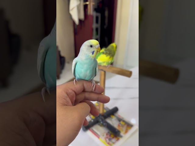Dominos the budgie #parrot #cockatielsinging #cute #cockatiel #cockatoosinging #birds