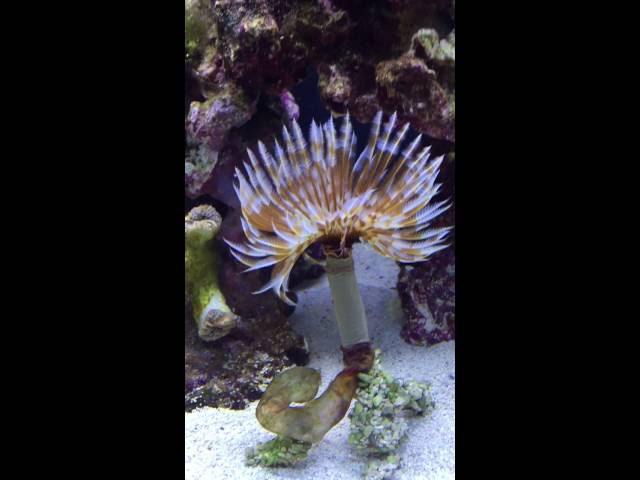 Feather Duster Worm with Nemo and Marlin