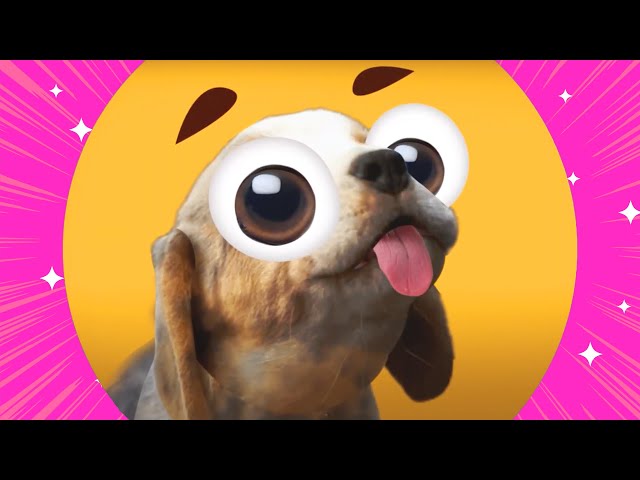 Dog Song + All Songs Collection🎤🎵 | Song for Kids - Bunny Banana 🐰