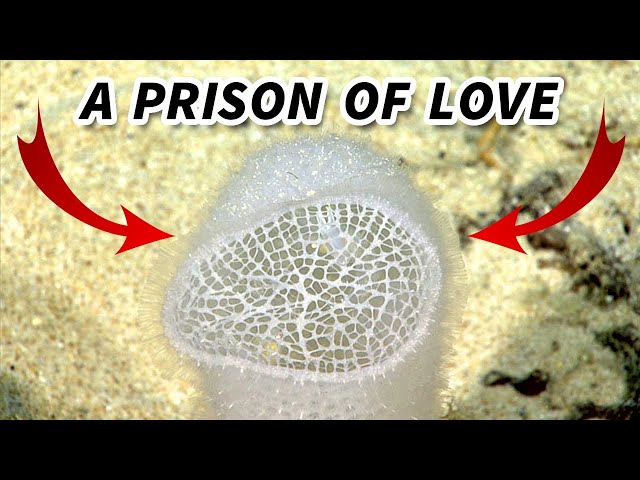Glass Sponge Facts: a LOVE PRISON | Animal Fact Files