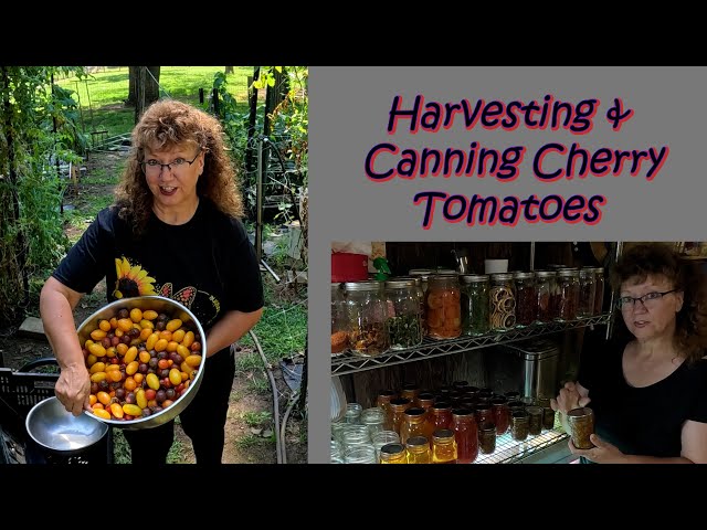 Cherry Tomatoes - Harvesting and Preserving - Canning Roasted Cherry Tomato, Herb & Garlic Spread