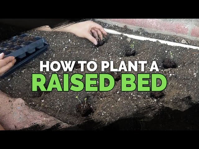 How to Start Seeds, Transplant, and Fertilize a Raised Bed