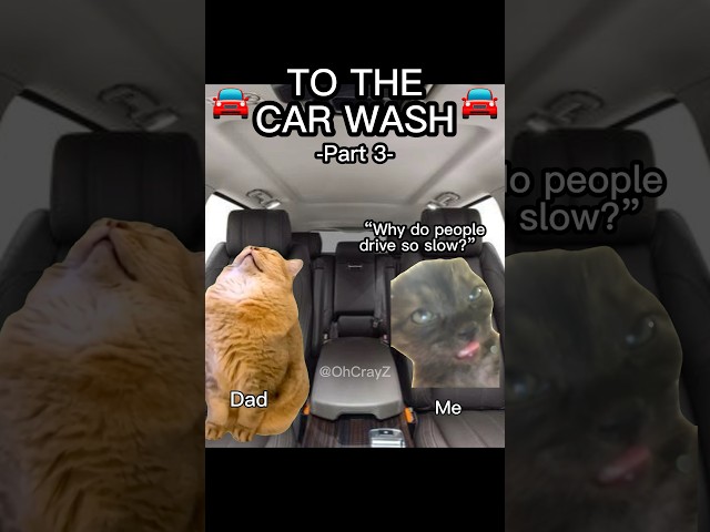 CAT MEMES 🚘 TO THE CAR WASH PT.3 #relatable #catvideos #catlover #cat #funny